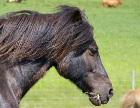 Média réf. 597 (1/4): Demi-journée à cheval à Hveragerdi